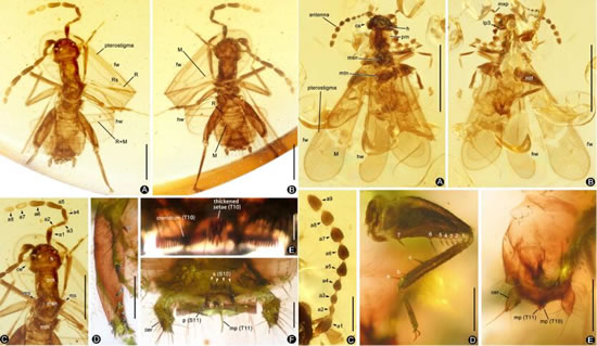 石探纪科学团队于缅甸琥珀中发现两个缺翅虫目新种