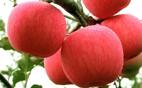 农户参与苹果期货交易的形式和路径