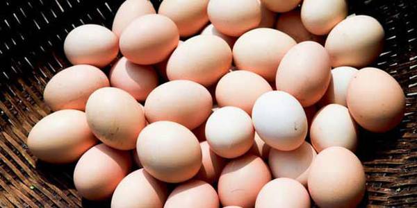 鸡蛋期价小跌0.73% 短期鸡蛋价格易涨难跌