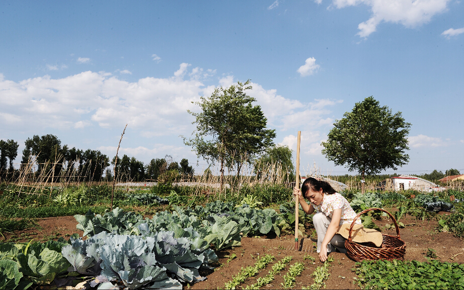 海归女博士回乡种菜养猪