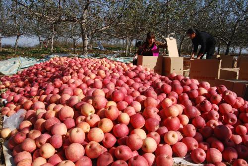 苹果期货上市对农户有什么好处？（下）