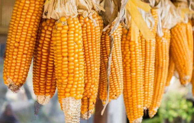 玉米下行空间有限