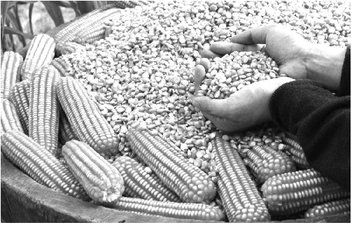 东北产玉米价格上涨 短期内将延续