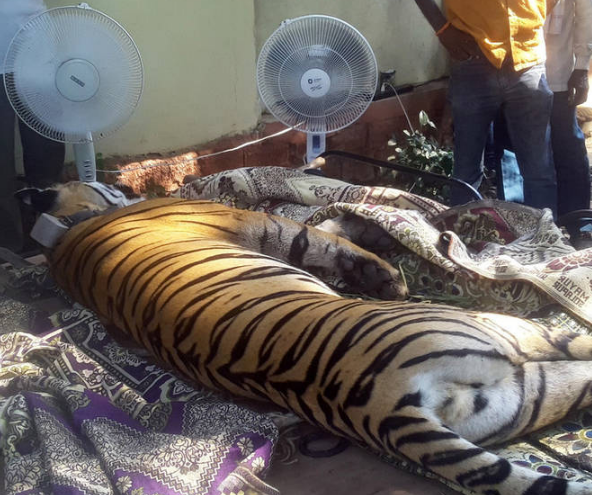 印度老虎触电身亡 当地村民为这只惨死老虎举