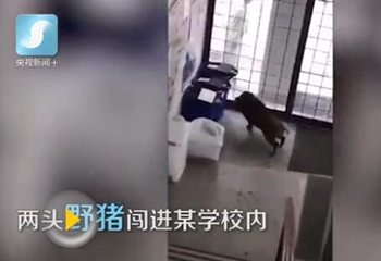 日本野猪闯进校园 校园玻璃门被撞碎