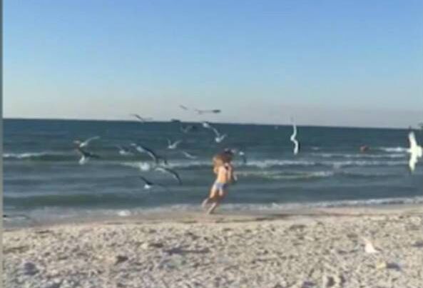 女孩遭群鸟追逐 满海滩逃跑惊吓不已