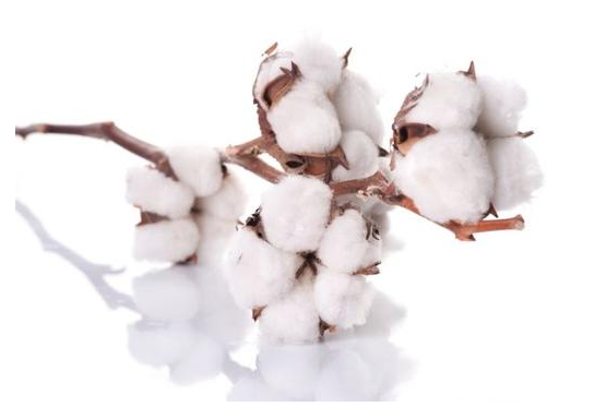新棉销售压力大 短期棉价上涨空间或受限