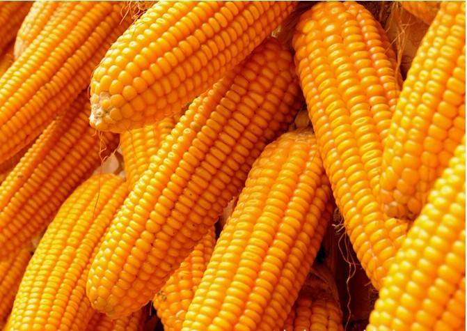 （2017年12月12日）今日各地玉米最新市场价格