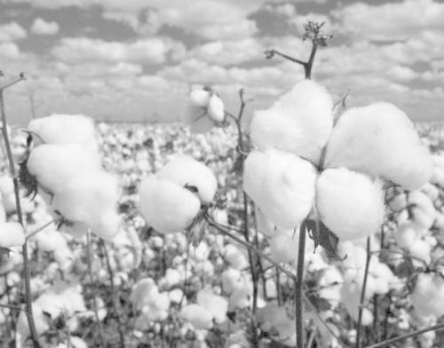 棉花期货助推新疆涉棉产业开辟新天地