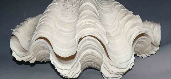 与珍珠、珊瑚、琥珀齐名 世界四大有机宝石之一:砗磲