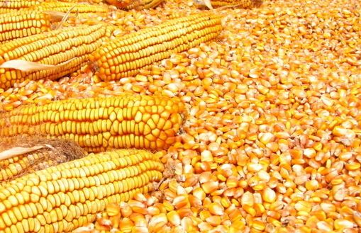 （2017年12月15日）今日各地玉米市场价格