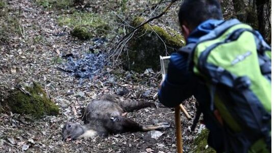 秦岭现斑羚尸骸 疑似因患牛皮癣致死