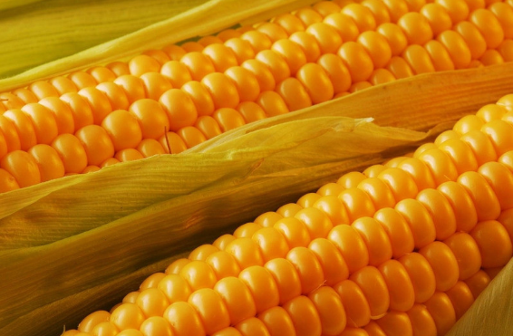 玉米1月与5月价差将继续扩大