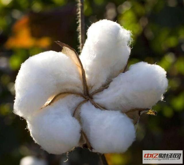 12.22最新棉花价格行情走势：今日棉花多少钱一吨？