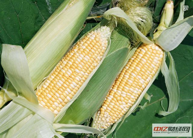 12.28今日最新玉米价格行情走势：今日玉米多少钱一斤？