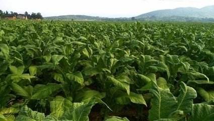 烟叶税法落地啦!税率为20%,2018年7月1日起施