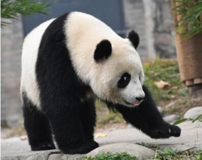 熊猫暖暖亮相都江堰 并获全球首张专属“身份证”