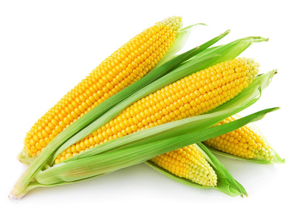 今日（12月29日）最新玉米价格行情走势