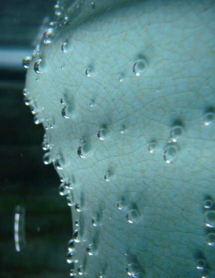 用水鉴定老瓷器方法