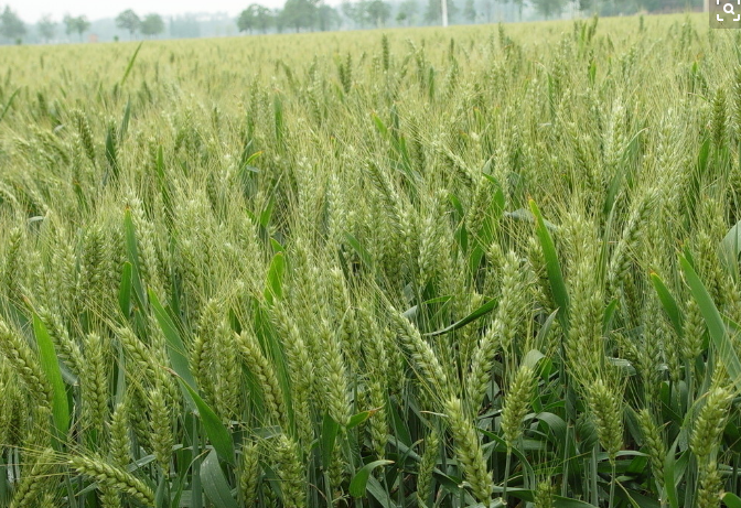 美国遭寒流侵袭 小麦期价大幅收高