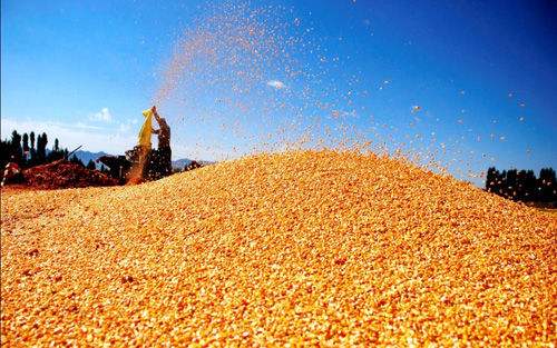 元旦后玉米现货报价上涨 期价延续上行趋势