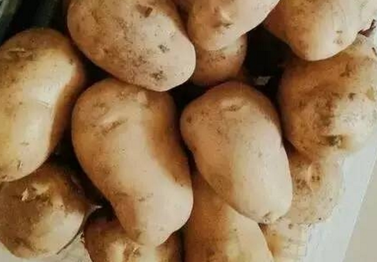 怎样防止土豆发芽(怎样防止土豆发芽小妙招)