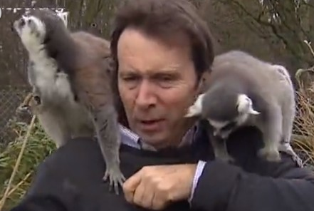 英国记者被猴围攻 狐猴在他肩膀上跳来跳去