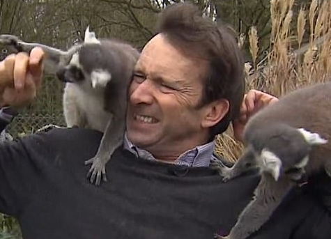 英国记者被猴围攻 狐猴在他肩膀上跳来跳去