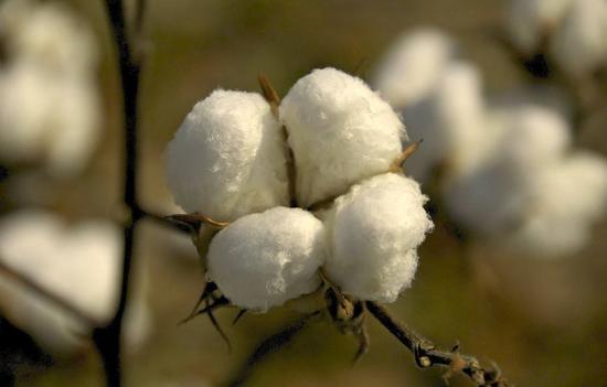 3月国储开始抛售 棉花市场将持续外强内弱格局