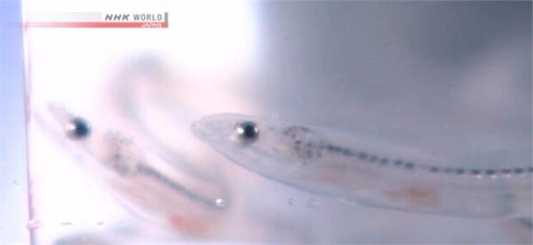 日本鳗遇严重鱼荒 捕获量竟只有去年同期百分之一