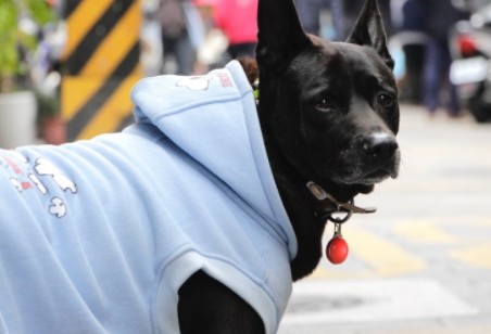 英国富翁重金悬赏 只为帮助3岁男孩寻回爱犬