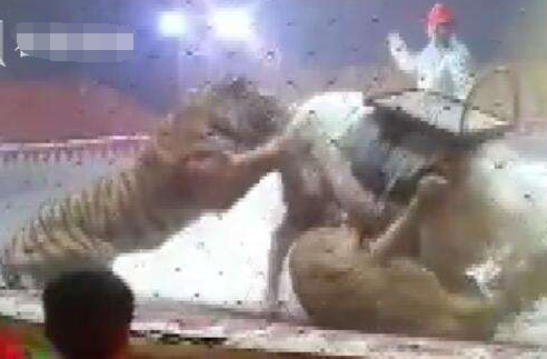 马戏团排练出意外 网友直呼太残忍