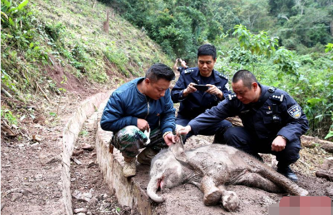 云南一幼象跌水沟 生命垂危动弹不得!