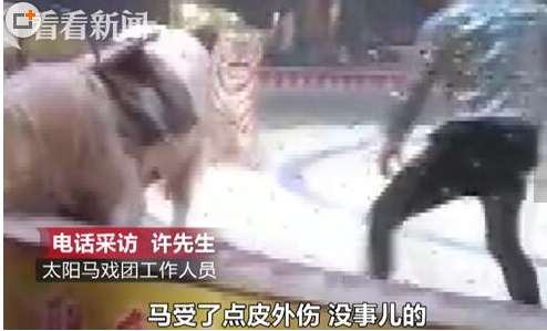 马戏团排练出意外 网友直呼太残忍