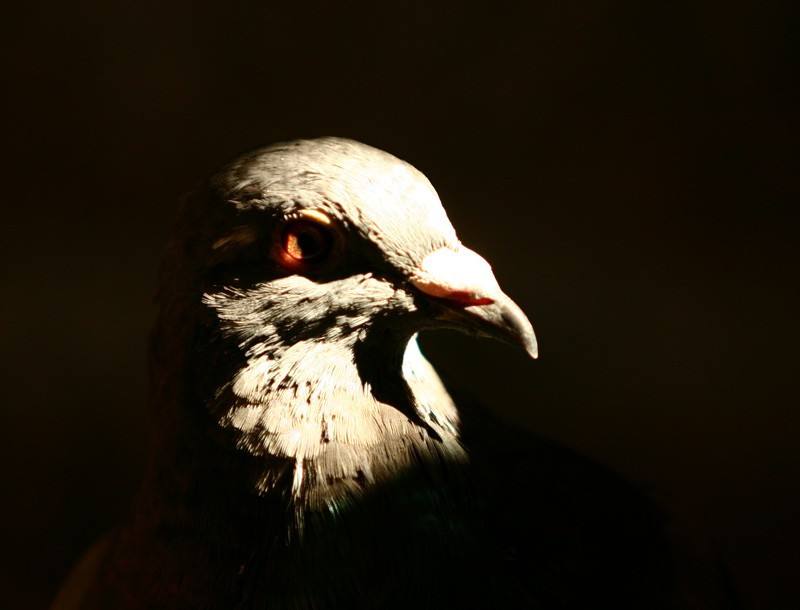 欧元油价同步走高或加速欧银内部鹰鸽分化