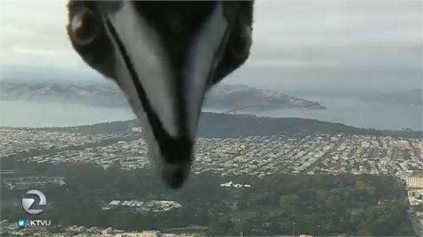 天气预报直播现场闯入小鸟 屏幕上出现鸟嘴