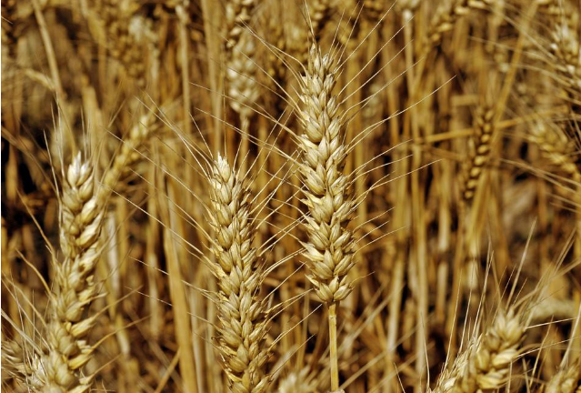 受全球供应充足影响 小麦期价仍徘徊逾一个月低点附近