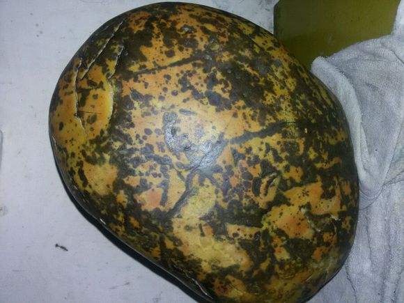 什么是虎皮石_虎皮石品种_虎皮石理化简介_虎皮石图片