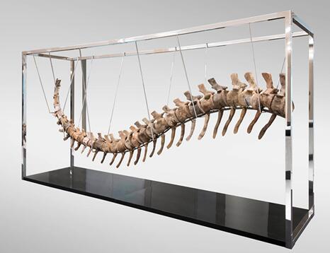 墨西哥拍卖会恐龙遗骨化石61.52万成交 摩洛哥追查来源