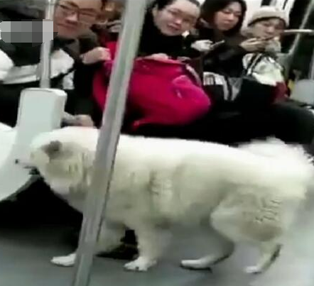 萨摩耶乘地铁出走 被请下车还极不情愿
