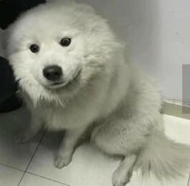 萨摩耶乘地铁出走 被请下车还极不情愿