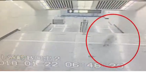 萨摩耶乘地铁出走 被请下车还极不情愿