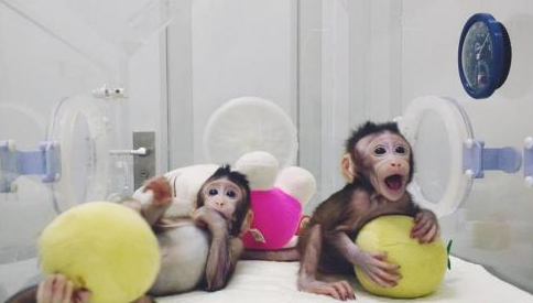 克隆猴在中国诞生成功培育全球首个体细胞