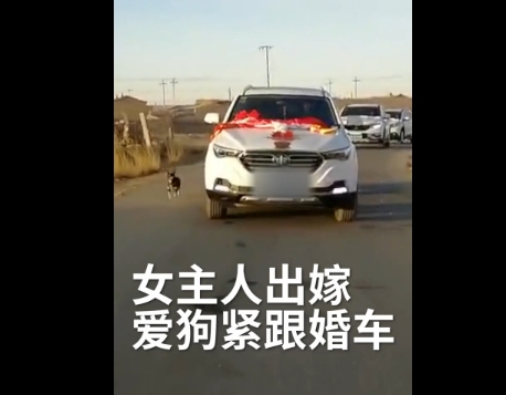 女主人出嫁 爱犬追婚车6里路!