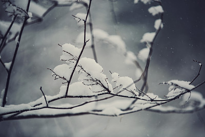 瑞雪难兆丰年 雨雪冷空气威胁油菜成活率