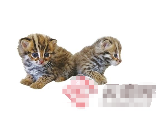 村民捡两只小豹猫 外形跟家猫十分相似