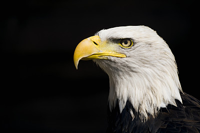美联储鹰派预期显现 黄金高位跌落失守10天线