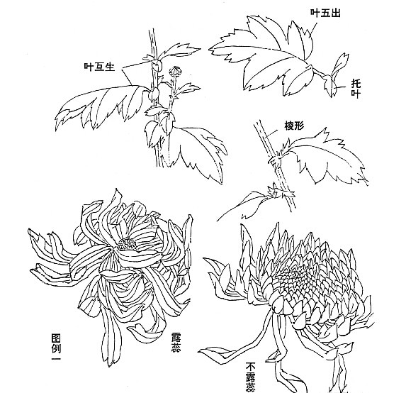 菊花的结构 图解图片