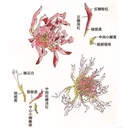 国画菊花的画法