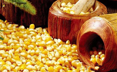 今日(2018年1月31日)全国玉米市场最新价格